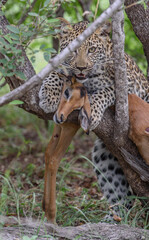 leopard cub in a tree with a kill