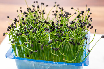 Young sprouts plants of green chives onion ready for consumption
