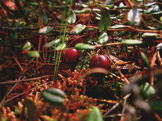 cranberries