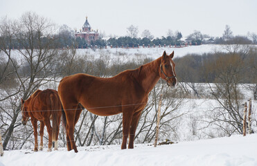 Fototapeta na wymiar Bay horse in the field against the background of the winter landscape of Russia. Harness breed.