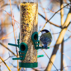 Small cute titmouse eating on bird feeder on blurred bluish background © Gabdulvachit