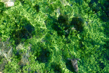 beautiful river full of green algae