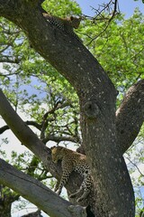 Naklejka na ściany i meble Leopard in Africa