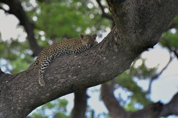 Leopard in Africa