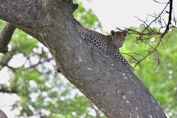 Leopard in Africa