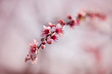 Beautiful branch of almond tree blossoms in spring