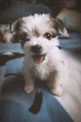 Cachorrito con la lengua fuera