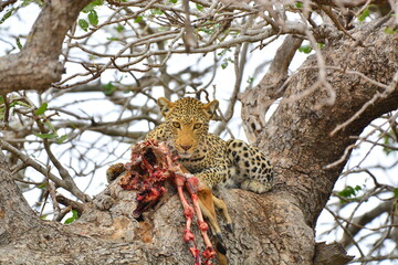 Leopard in Africa