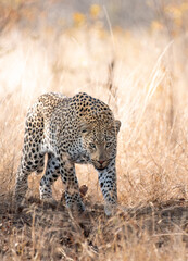 Leopard in Africa