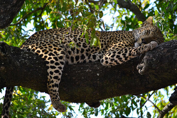 Naklejka premium Leopard in Africa