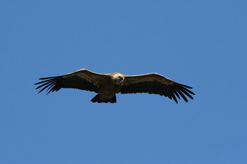 Eurasian griffon vulture in flight (Gyps fulvus). Drome. France. 18.07.2016
