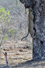 African leopard photo taken in Kruger National Park
