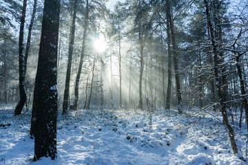 magical and fairytale winter forest in sunbeams