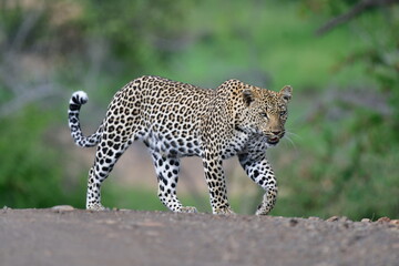 African leopard photo taken in Kruger National Park
