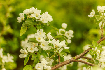 Apple tree branch with white blossoms in spring,  buds of apple tree in the garden.  Spring background