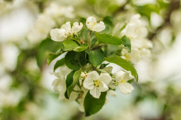 Close up of white buds of apple tree in the garden.  Blooming apple tree branch. Spring background, copy space