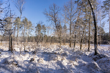 beautiful and fabulous winter forest, good day