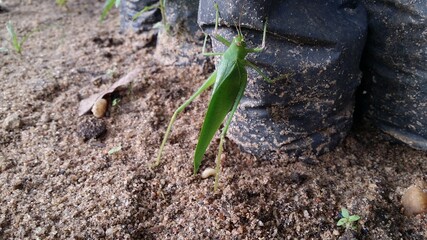 grasshopper on the ground