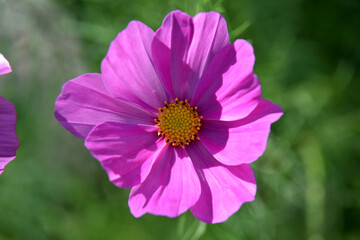 Obraz premium Feathery cosmos delicate summer flower