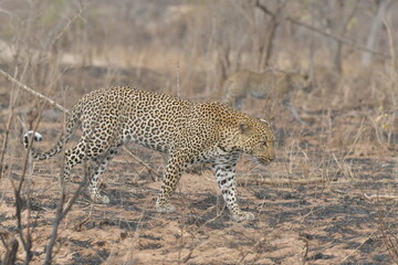 African leopard photo taken in Kruger National Park