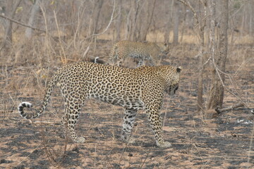 African leopard photo taken in Kruger National Park
