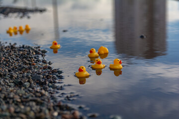Yellow rubber ducks swim in a muddy puddle on the road
