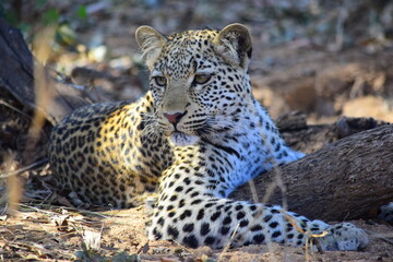 Fototapeta premium African leopard photo taken in Kruger National Park