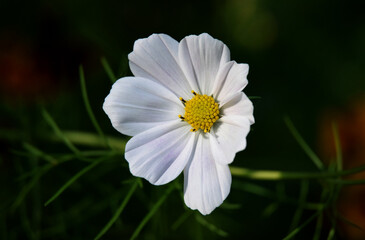 Feathery cosmos delicate summer flower