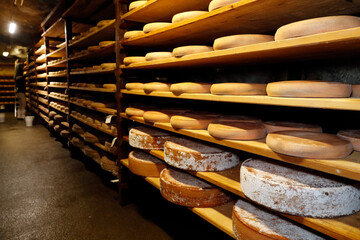 Artisanal Abondance cheese in refining in a traditional cellar.  Rognaix. France.  07.06.2018