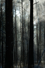 beautiful mystical winter foggy forest, vertical image