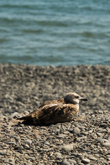 seagull on the beach at sunny day