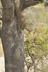 Naklejka na ściany i meble African leopard photo taken in Kruger National Park