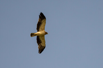 Booted Eagle Hieraaetus pennatus Costa Ballena Cadiz