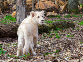 White lion cub in the zoo enclosure