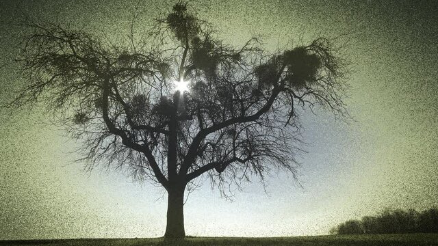 Apfelbaum mit Misteln, Videoeffekt
