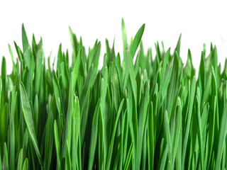Fototapeta na wymiar green fresh grass on white background isolated. Real photo