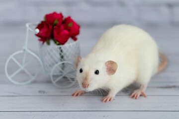 A cute white little rat sits next to a bouquet of red flowers. Flowers are arranged in a white bike toy basket.