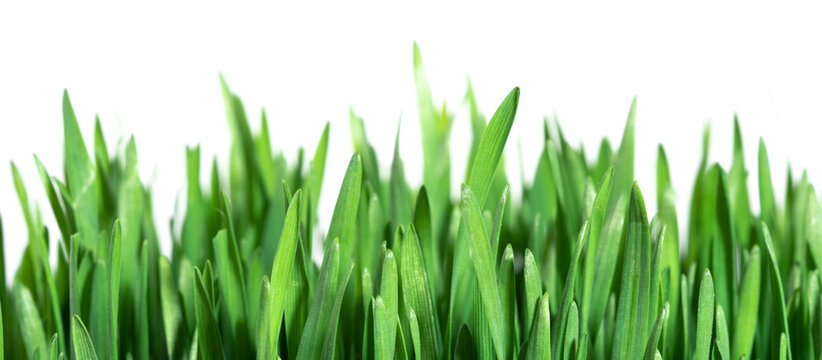 green fresh grass on white background isolated. Real photo