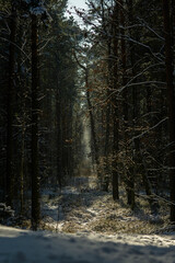 scenic trail in a fairytale winter forest, vertical image