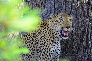 African leopard photo taken in Kruger National Park