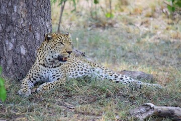 Fototapeta premium African leopard photo taken in Kruger National Park