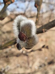 buds of a willow