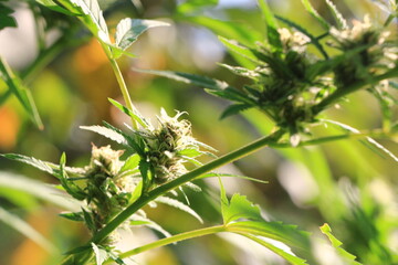 Floraison plan de Cannabis, détail