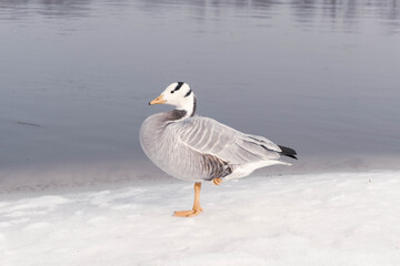 mountain goose in the snow near the river stands on one leg