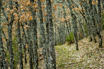 The forest