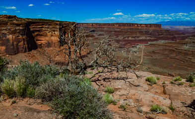 Trees in the background Layered geological formations of red rocks in Canyonlands National Park