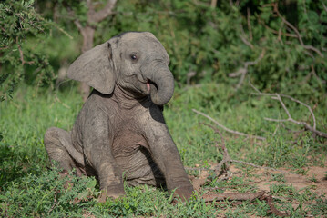 Baby elephant posing