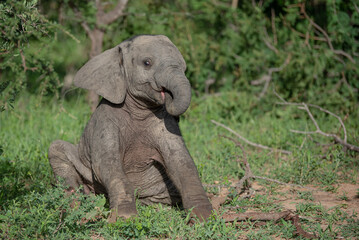 Baby elephant posing © Rassie