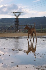 Podenco reflejado en un charco