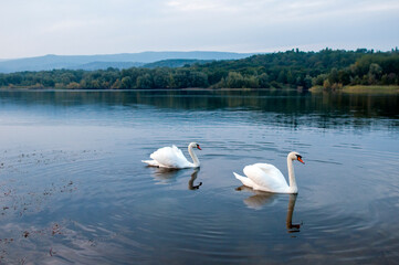 white swans group on the lake swim well under the bright sun